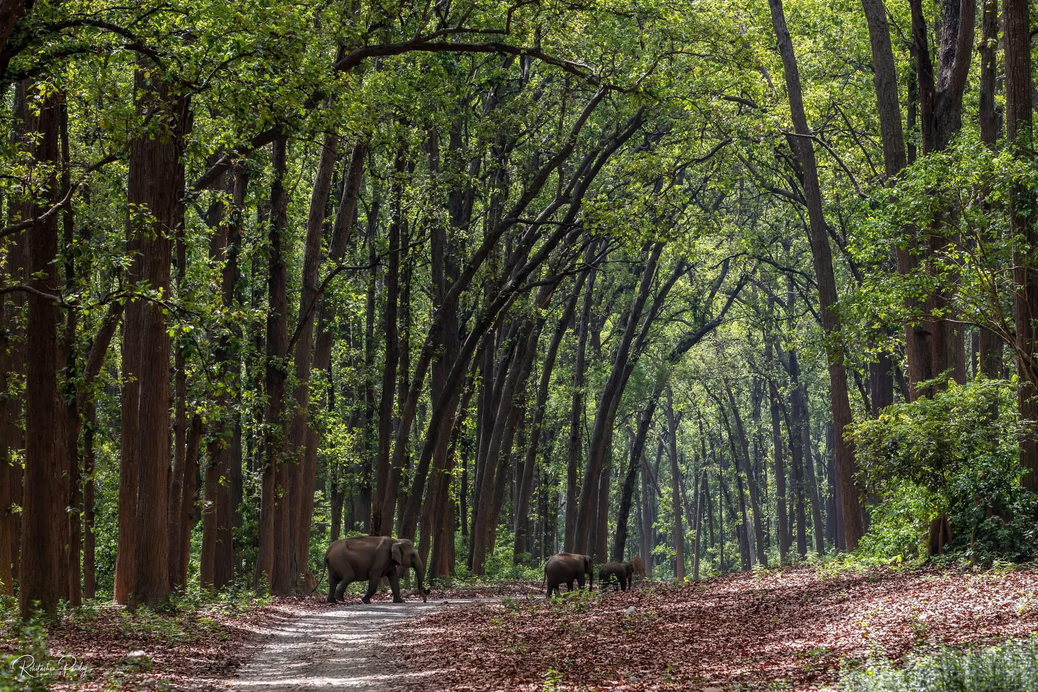 Best Safari Destinations in India | Complete Travel Guide