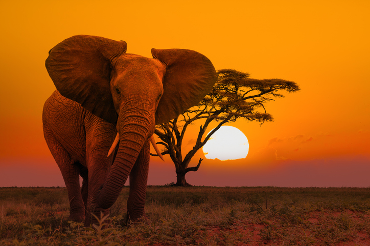 Masai Mara and Tanzania Safari | Ultimate Wildlife Adventure