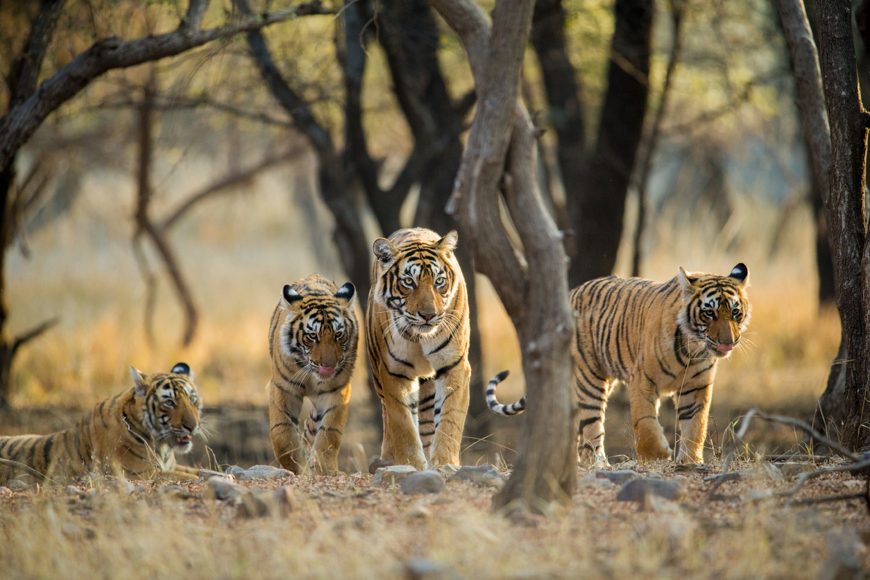 Tiger Safari Tours India | Thrilling Wildlife Trips by Junglore