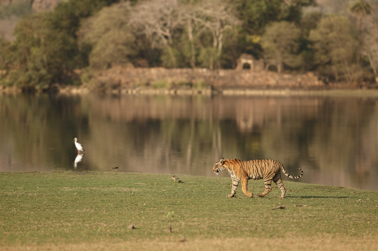 Wildlife Safari Packages India | Explore the Wild with Junglore